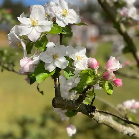 Hébergement de vacances Eichberg Ferienhaeuser *