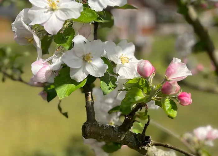 بيت للعطل Eichberg Ferienhaeuser *